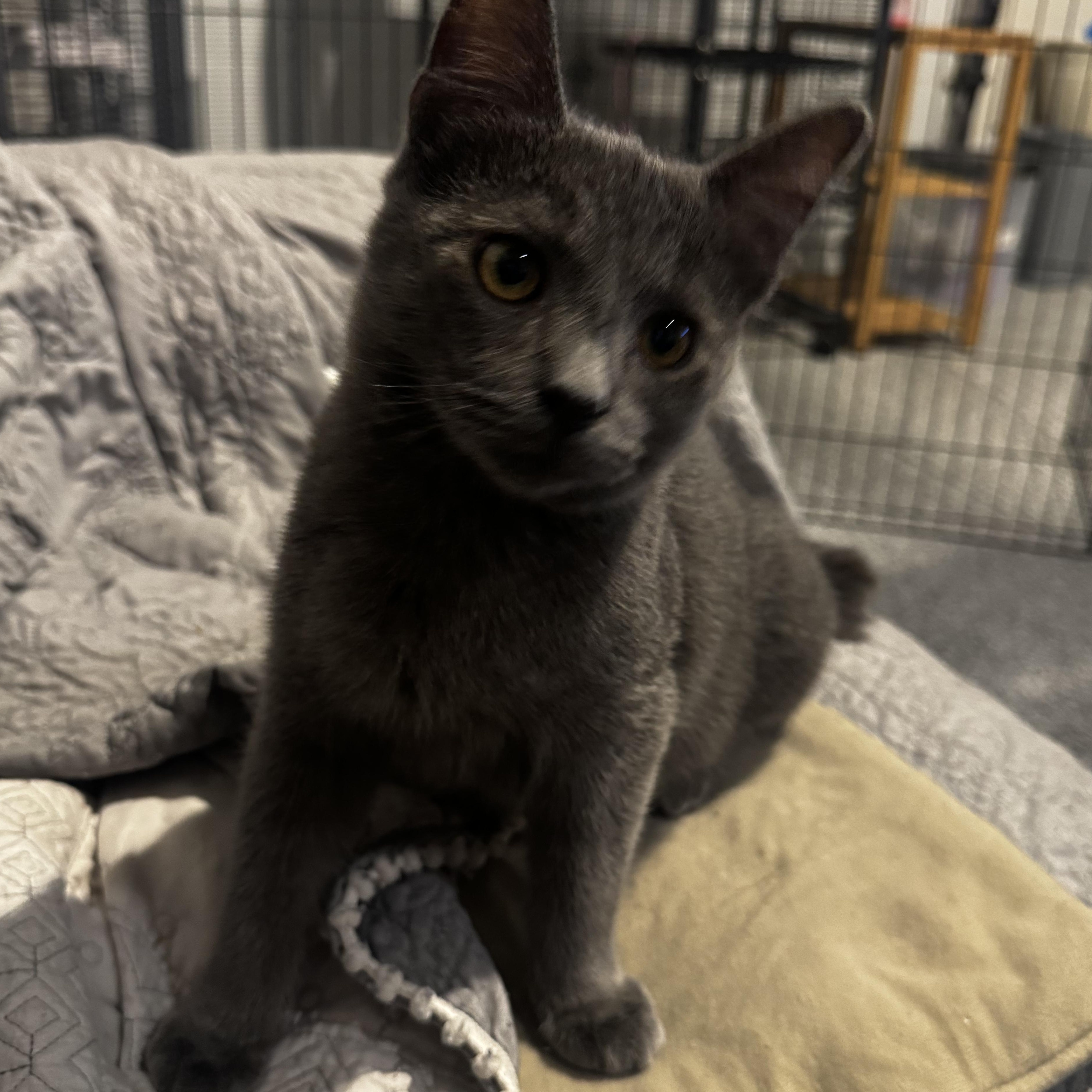 Enlarge Niko (bonded to katya), an adoptable mixed breed in Austin, TX image 1/5