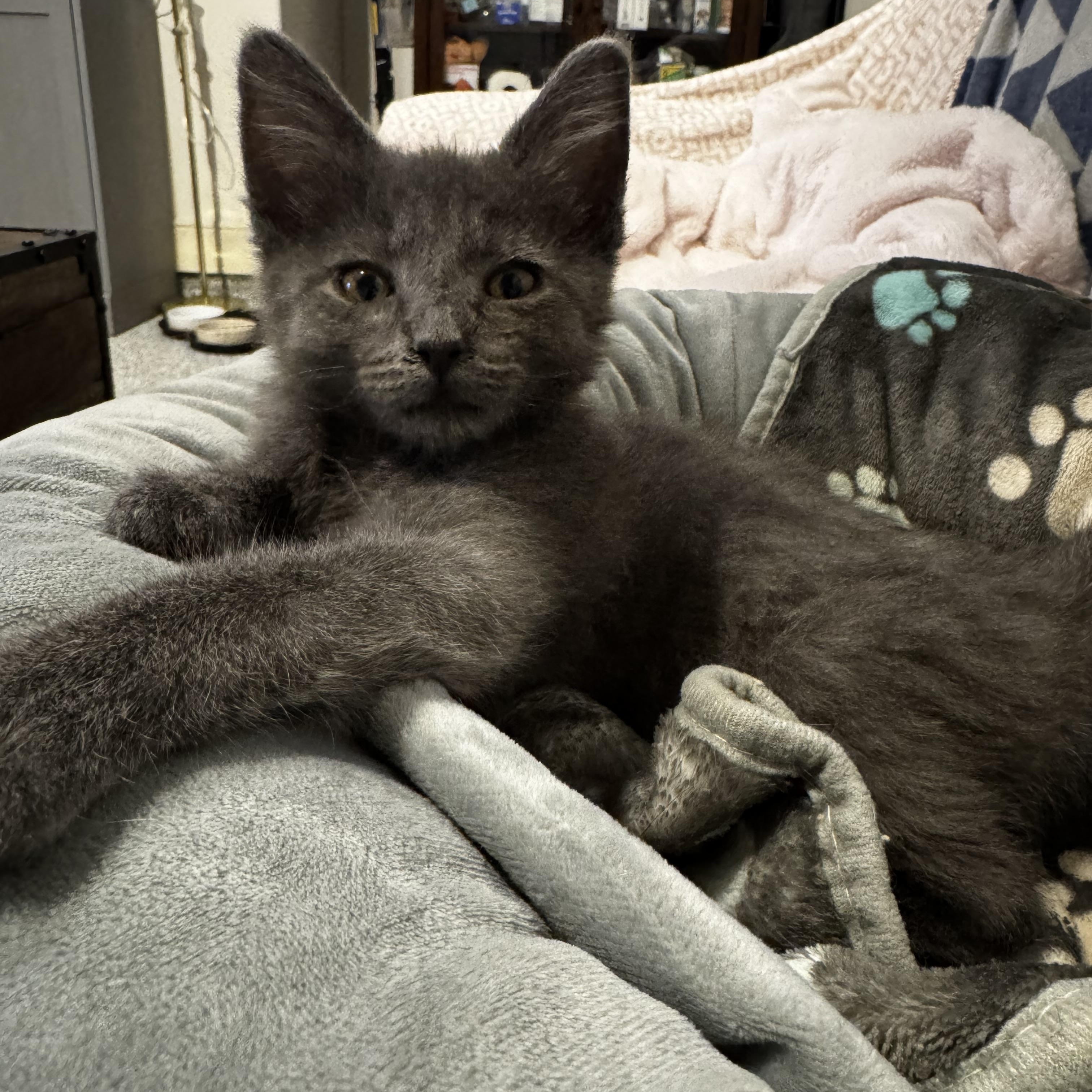 Niko (bonded to katya), adoptable, Kitten Male American Shorthair & Russian Blue.