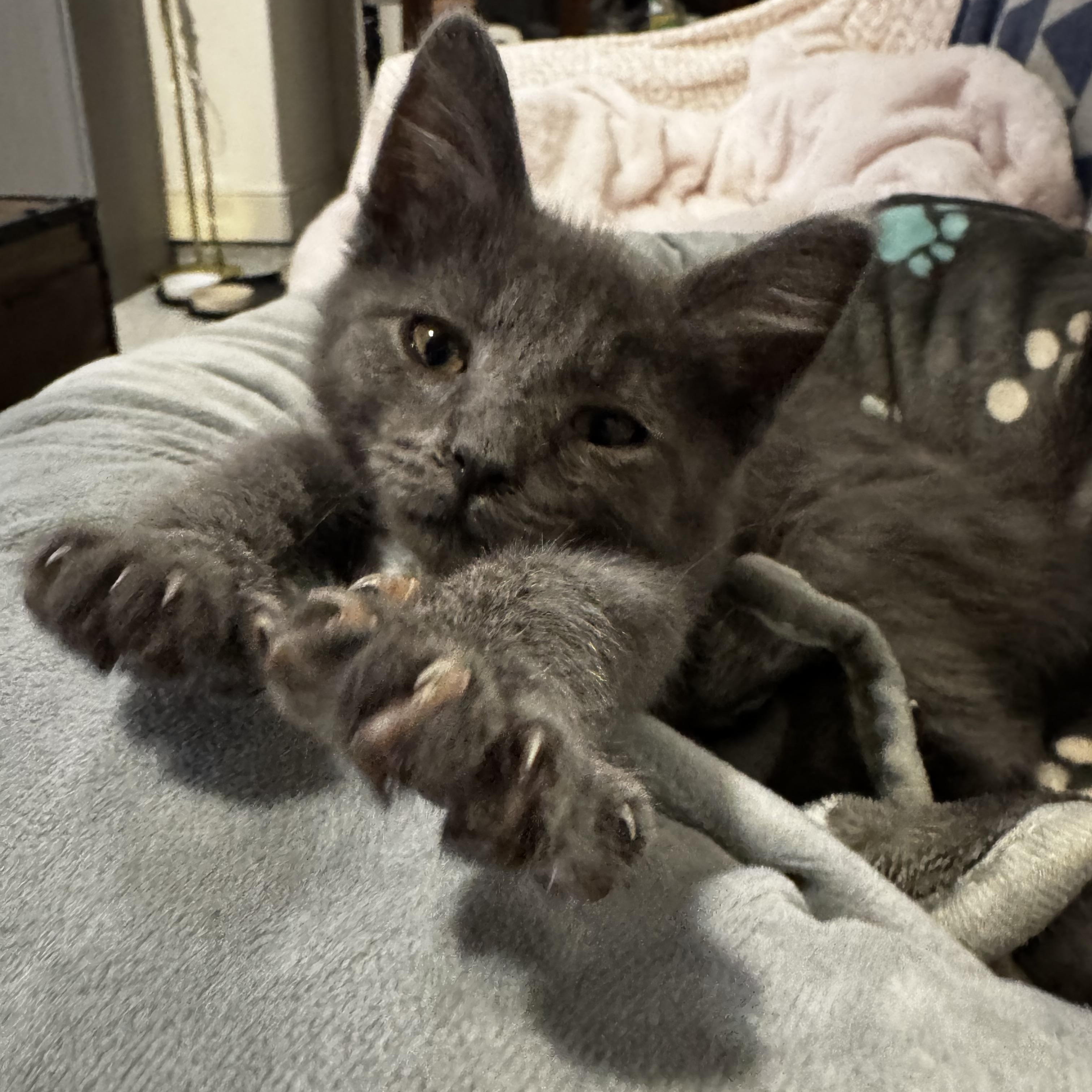 Enlarge Niko (bonded to katya), an adoptable mixed breed in Austin, TX image 5/5