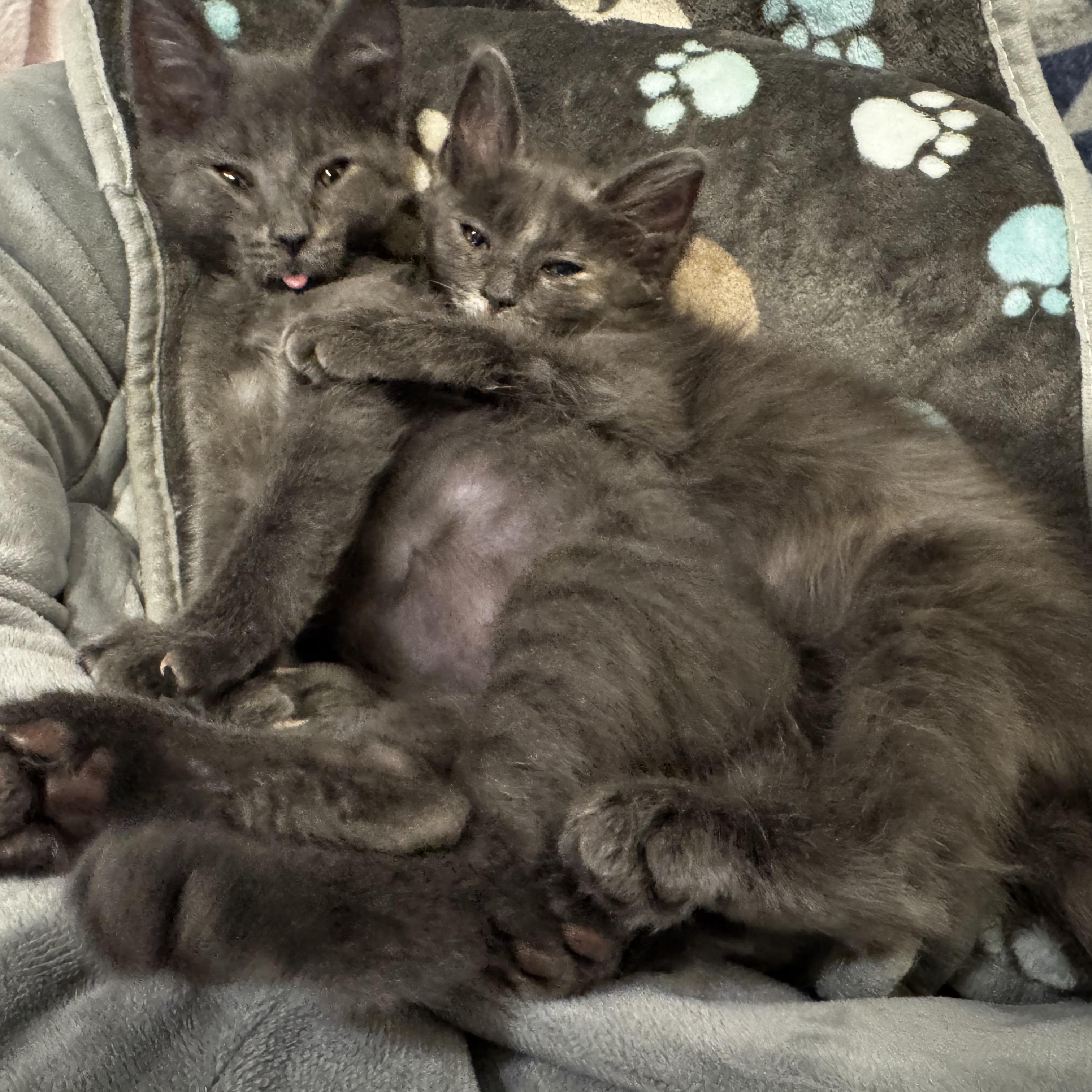 Enlarge Niko (bonded to katya), an adoptable mixed breed in Austin, TX image 3/5