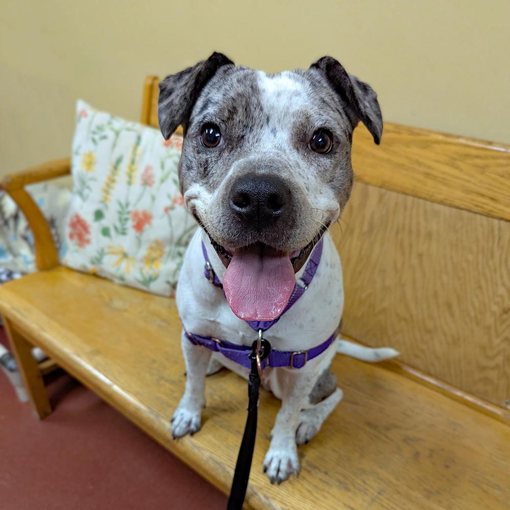 Enlarge Baja Blast, a Adoptable Pit Bull Terrier in Accident, MD image 1/4