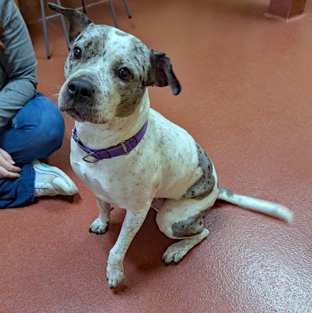 Enlarge Baja Blast, a Adoptable Pit Bull Terrier in Accident, MD image 2/4