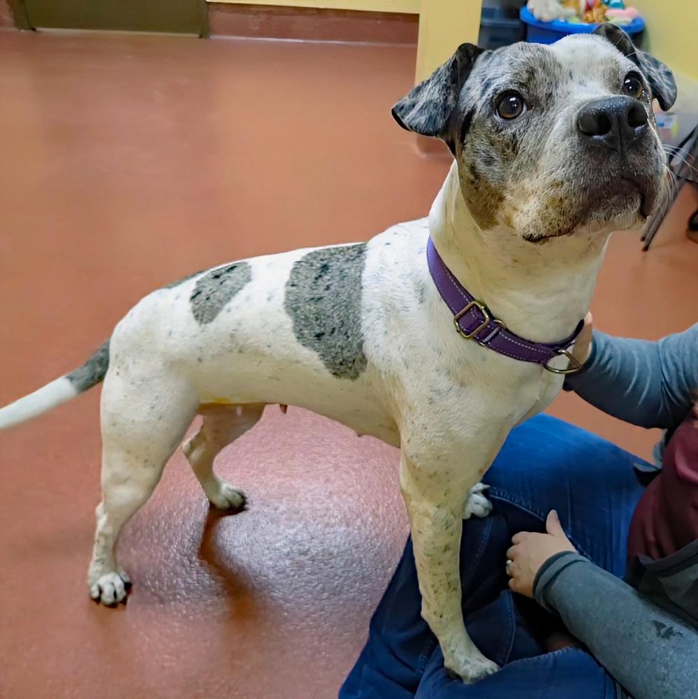 Enlarge Baja Blast, a Adoptable Pit Bull Terrier in Accident, MD image 3/4