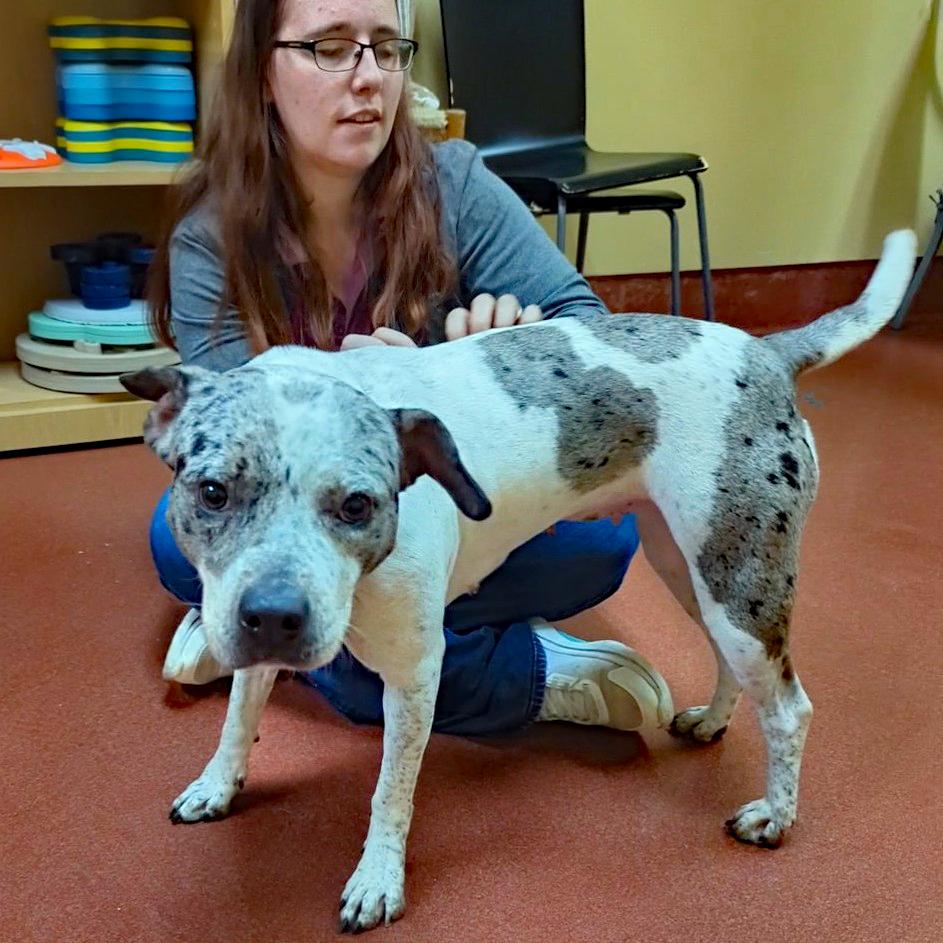 Enlarge Baja Blast, a Adoptable Pit Bull Terrier in Accident, MD image 4/4