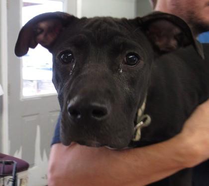 Gracie, Adoptable, Young Female Labrador Retriever & Terrier.