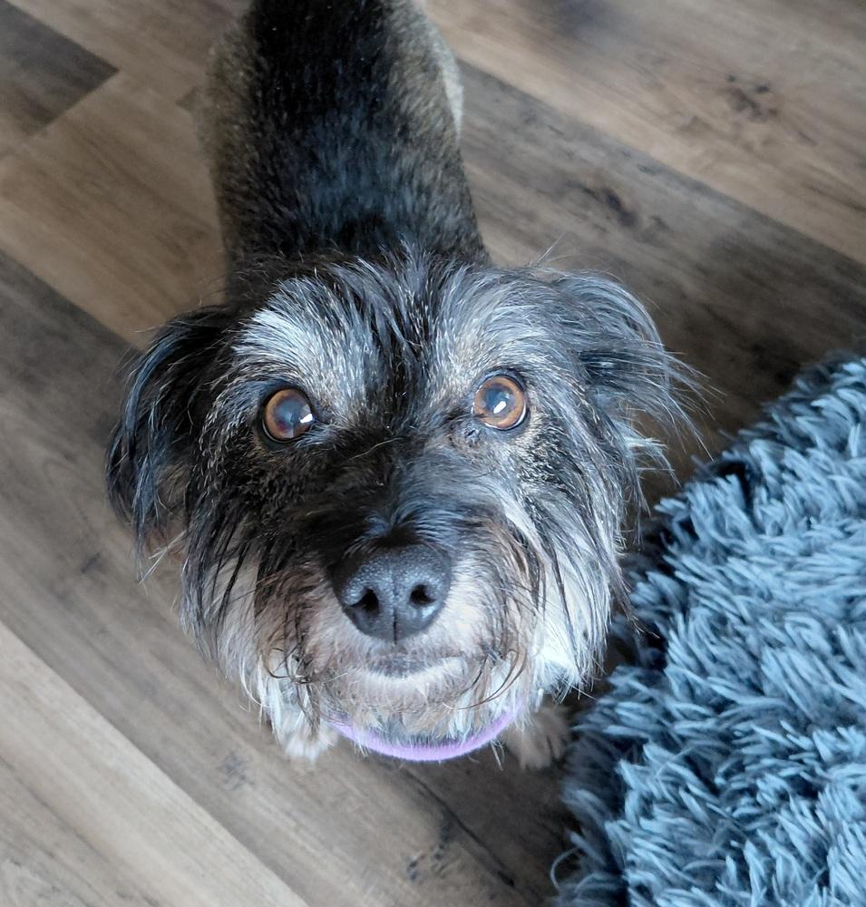 Enlarge Sass, a Adoptable mixed breed in Richardson, TX image 1/6