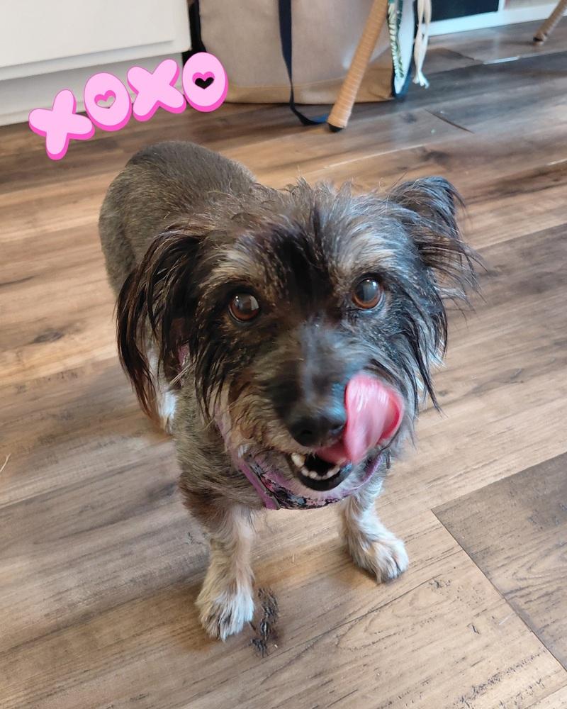 Enlarge Sass, a Adoptable mixed breed in Richardson, TX image 2/6