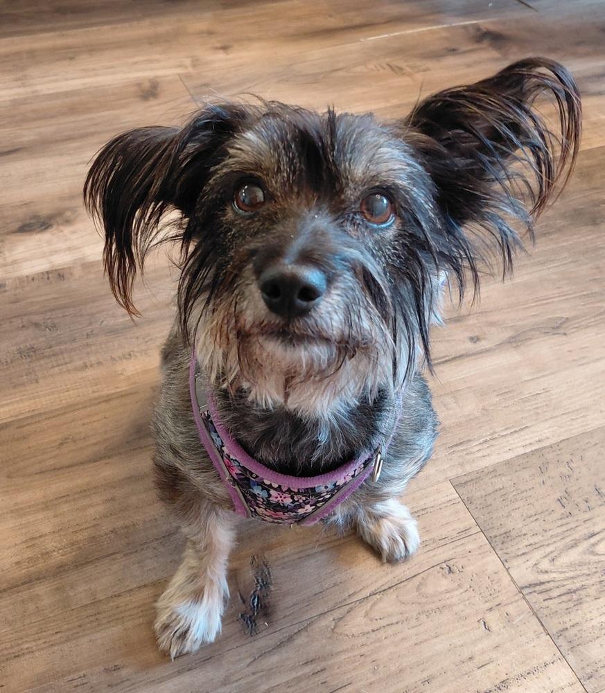 Enlarge Sass, a Adoptable mixed breed in Richardson, TX image 3/6