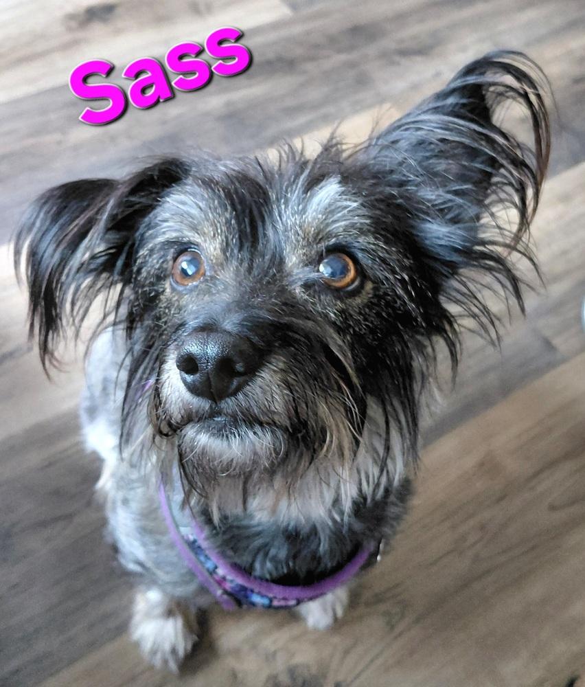 Enlarge Sass, a Adoptable mixed breed in Richardson, TX image 4/6