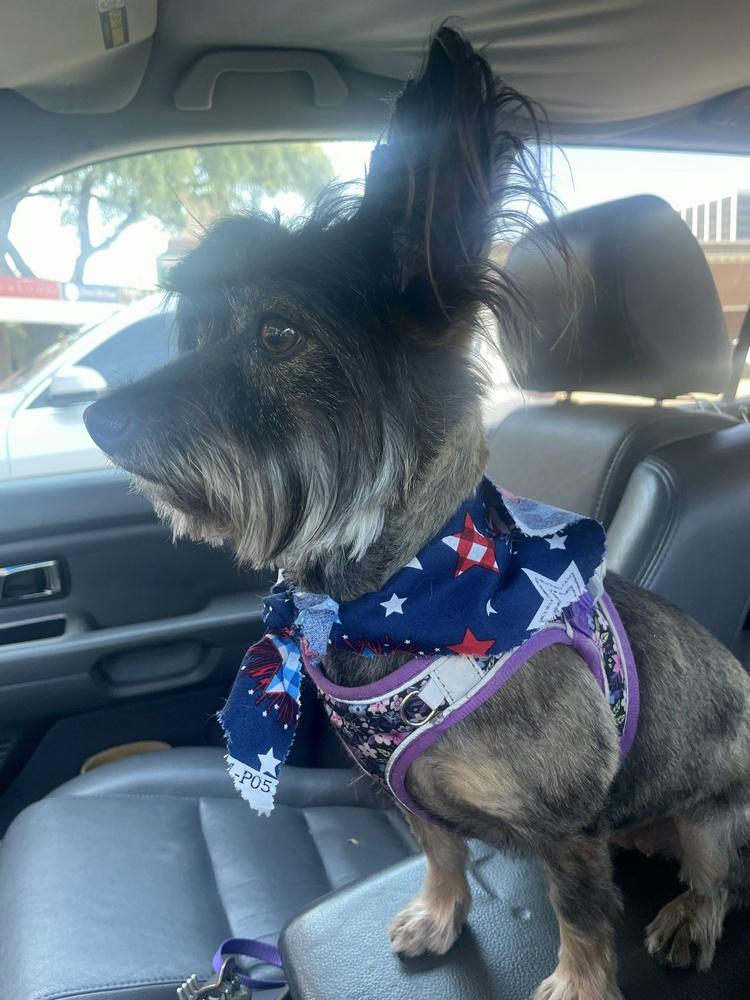 Enlarge Sass, a Adoptable mixed breed in Richardson, TX image 5/6