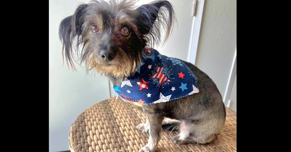 Enlarge Sass, a Adoptable mixed breed in Richardson, TX image 6/6