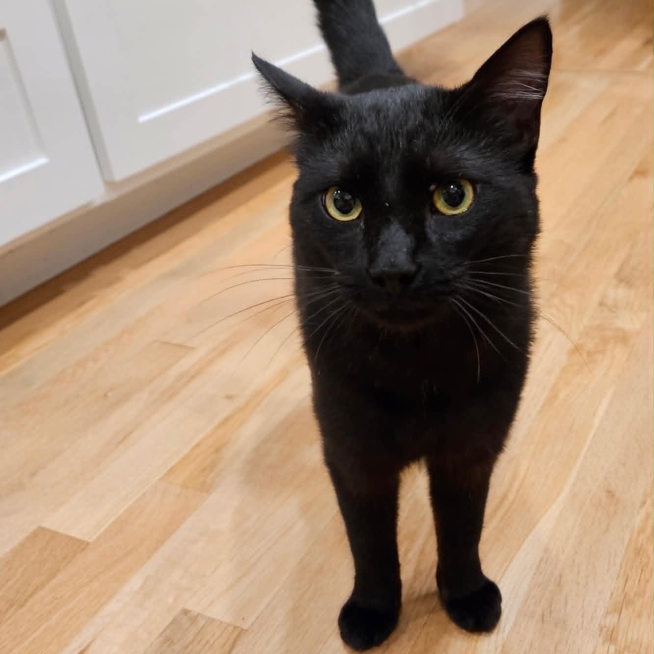 Handsome Andy- the life of your party, a Adoptable Domestic Medium Hair in Portland, OR image 5/5