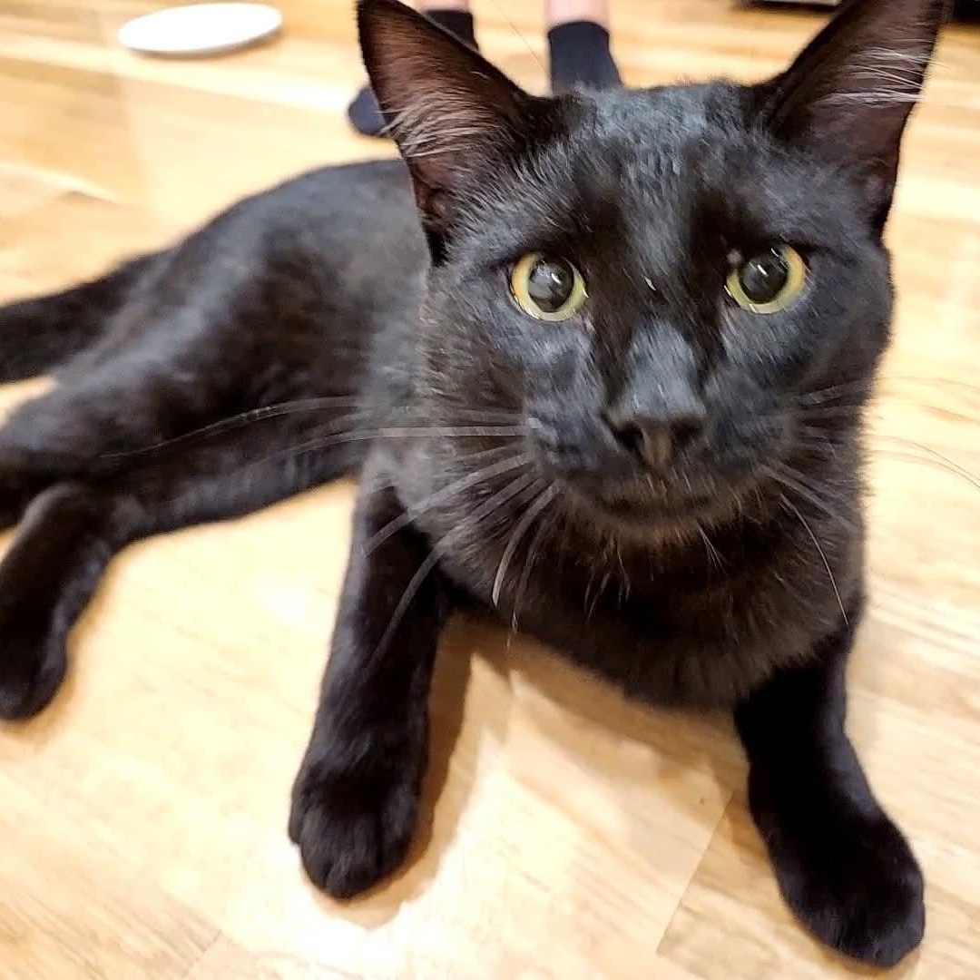 Handsome Andy- the life of your party, a Adoptable Domestic Medium Hair in Portland, OR image 4/5