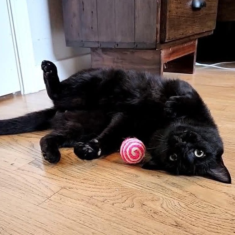 Handsome Andy- the life of your party, a Adoptable Domestic Medium Hair in Portland, OR image 3/5
