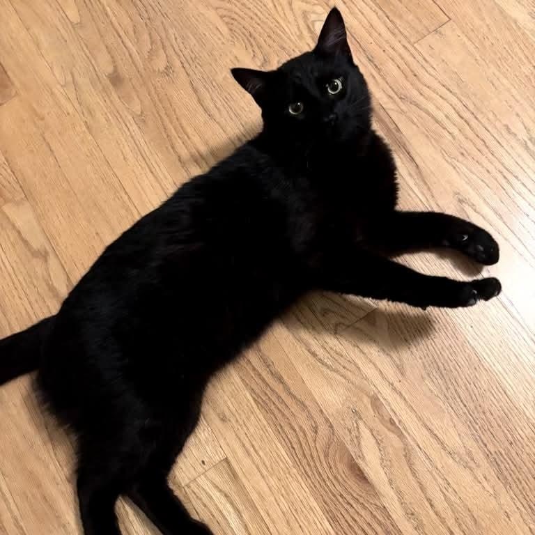 Handsome Andy- the life of your party, a Adoptable Domestic Medium Hair in Portland, OR image 2/5