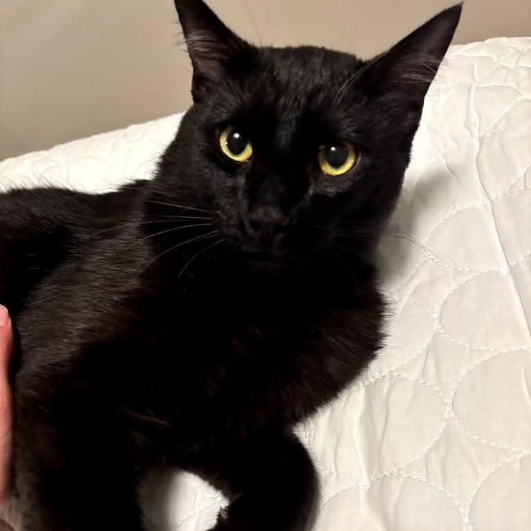Handsome Andy- the life of your party, a Adoptable Domestic Medium Hair in Portland, OR image 1/5