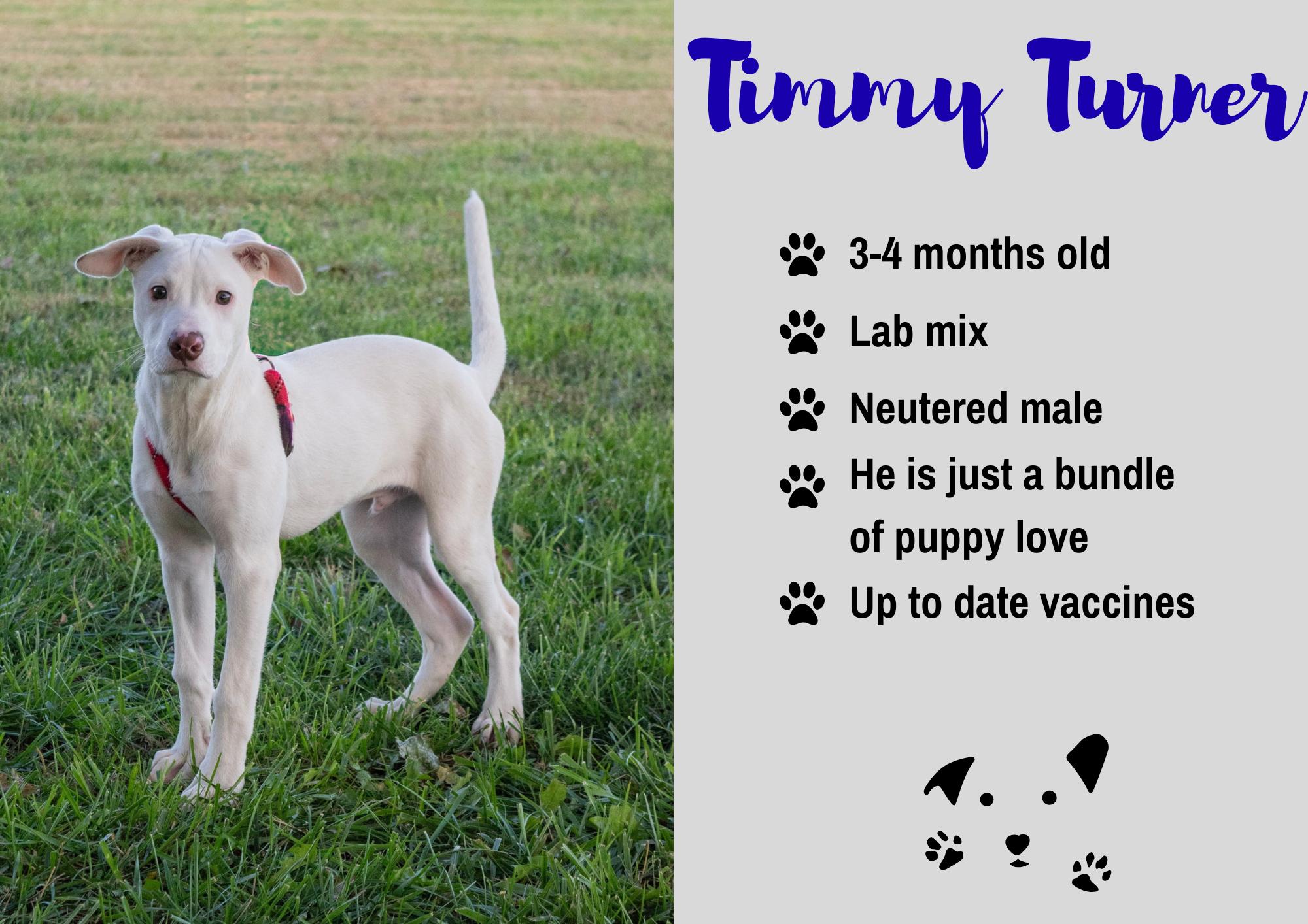 Timmy Turner, Adoptable, Puppy Male Labrador Retriever.