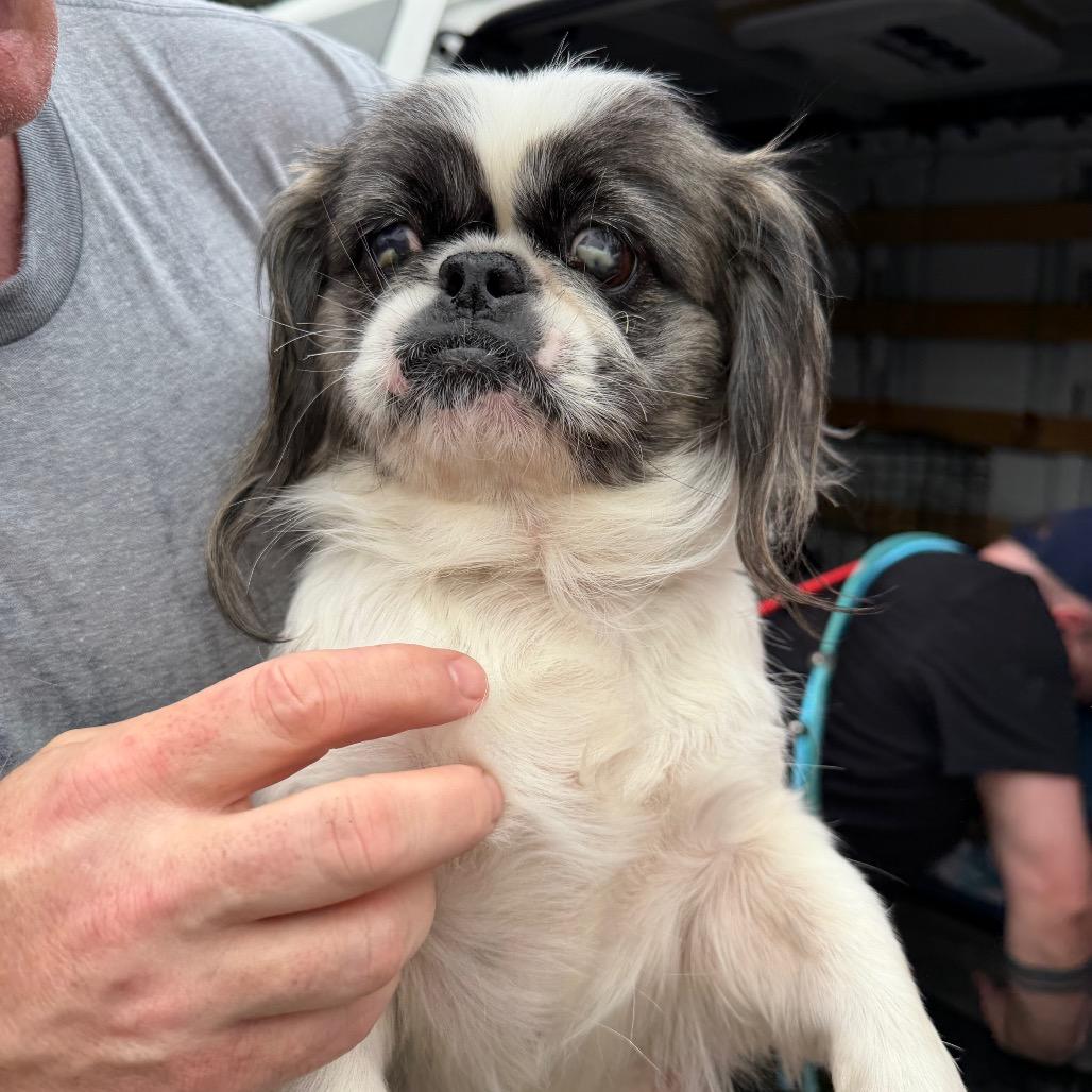 Ramona, Adoptable, Adult Female Pekingese.