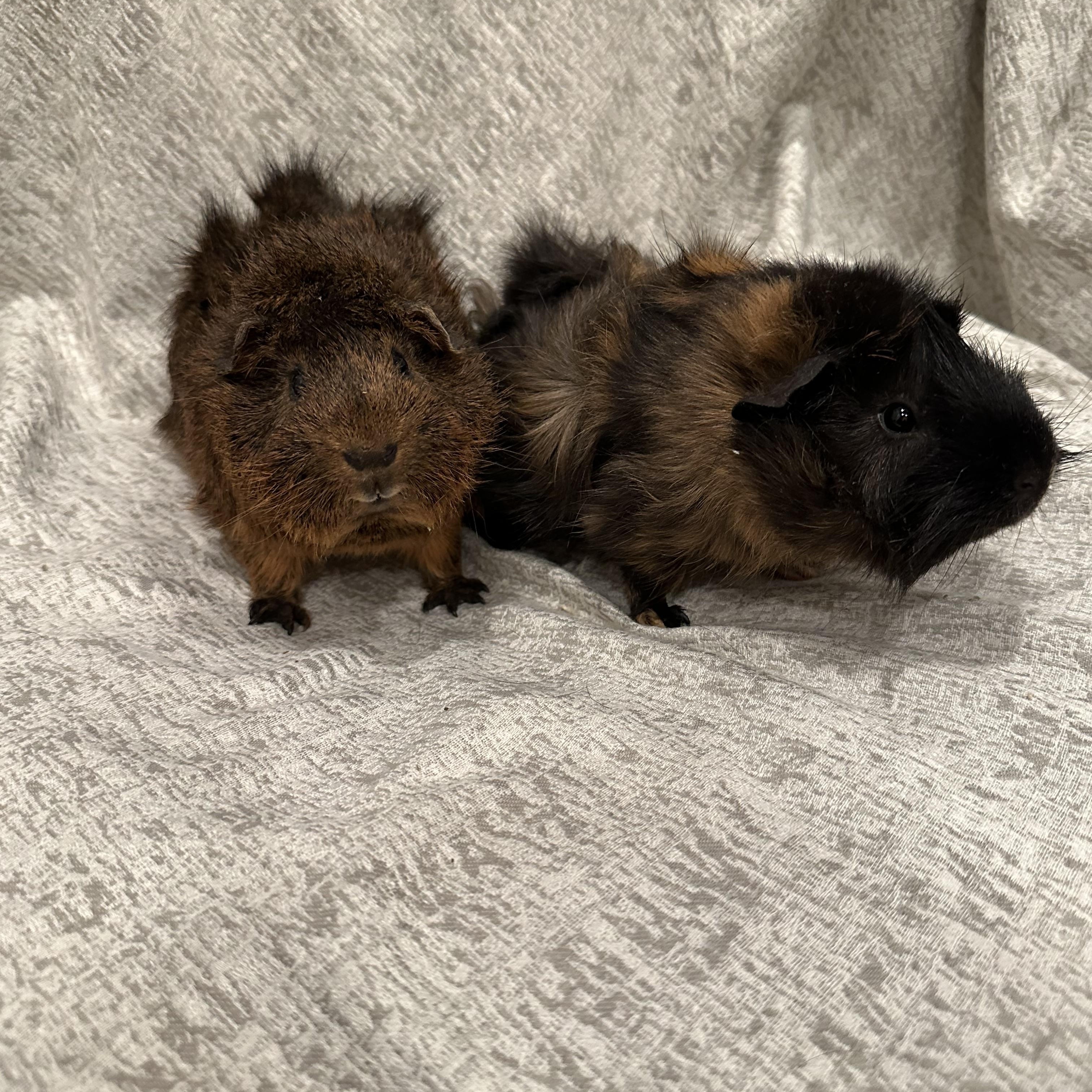 Benjamin & Peter, Adopted, Baby Male Abyssinian.