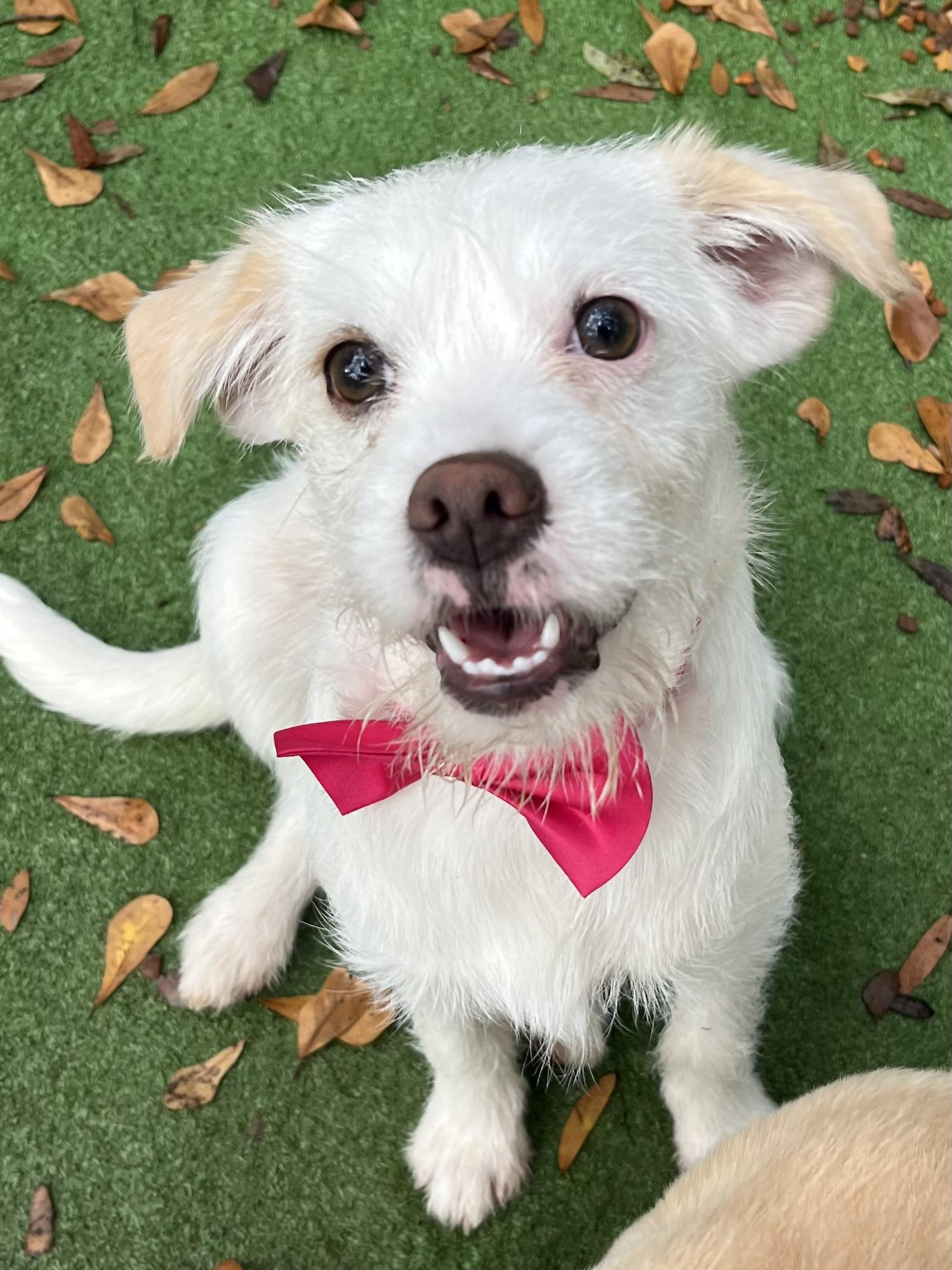 Enlarge Precious , a Adoptable mixed breed in Charlotte , NC image 1/6