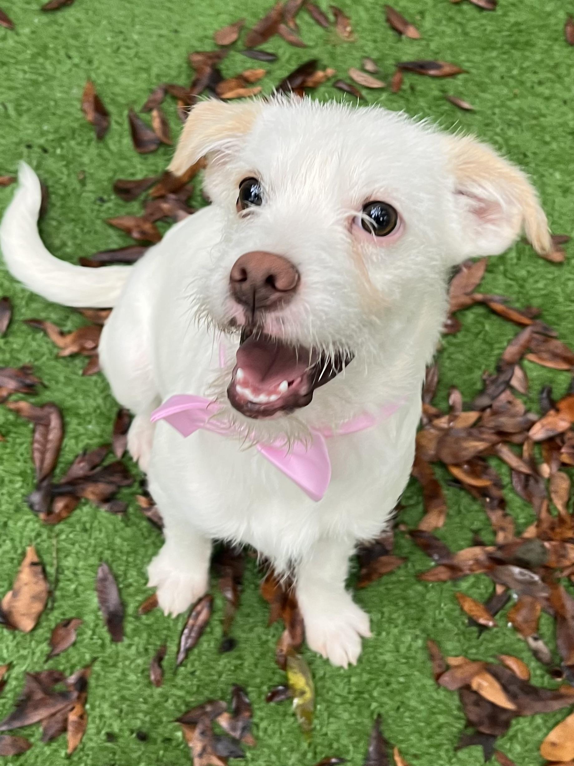 Enlarge Precious , a Adoptable mixed breed in Charlotte , NC image 1/2