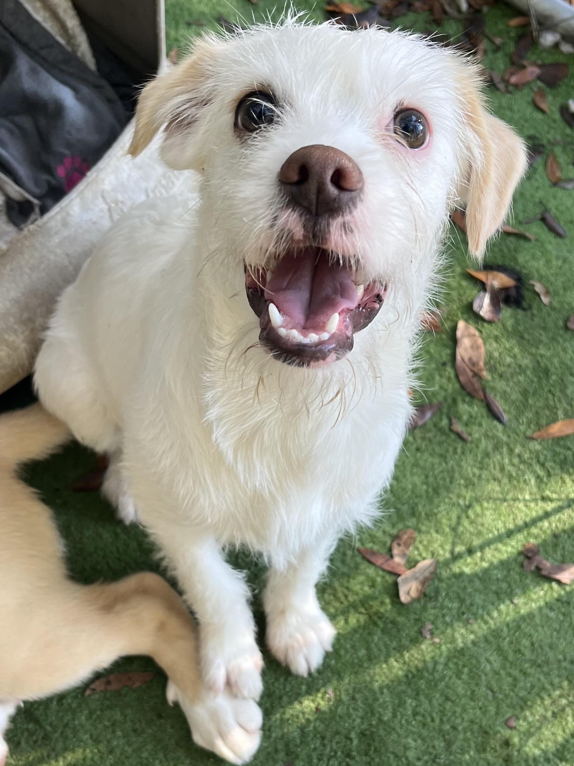 Enlarge Precious , a Adoptable mixed breed in Charlotte , NC image 5/6