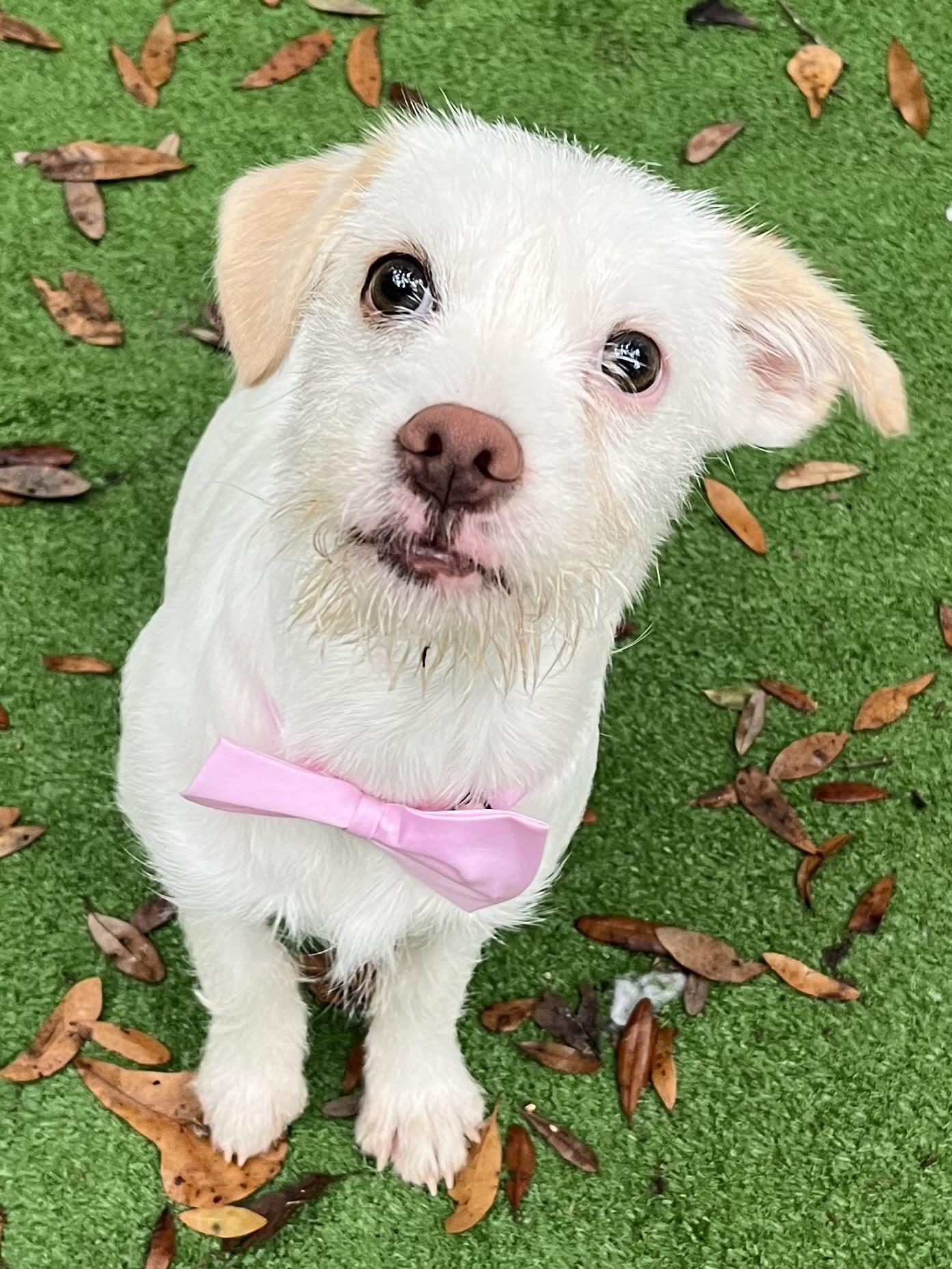 Enlarge Precious , a Adoptable mixed breed in Charlotte , NC image 2/2