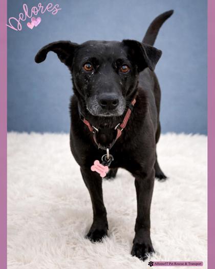 Enlarge Delores, a Adoptable mixed breed in De Soto, IA image 2/6