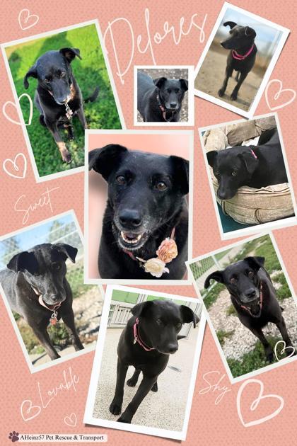 Enlarge Delores, a Adoptable mixed breed in De Soto, IA image 1/1