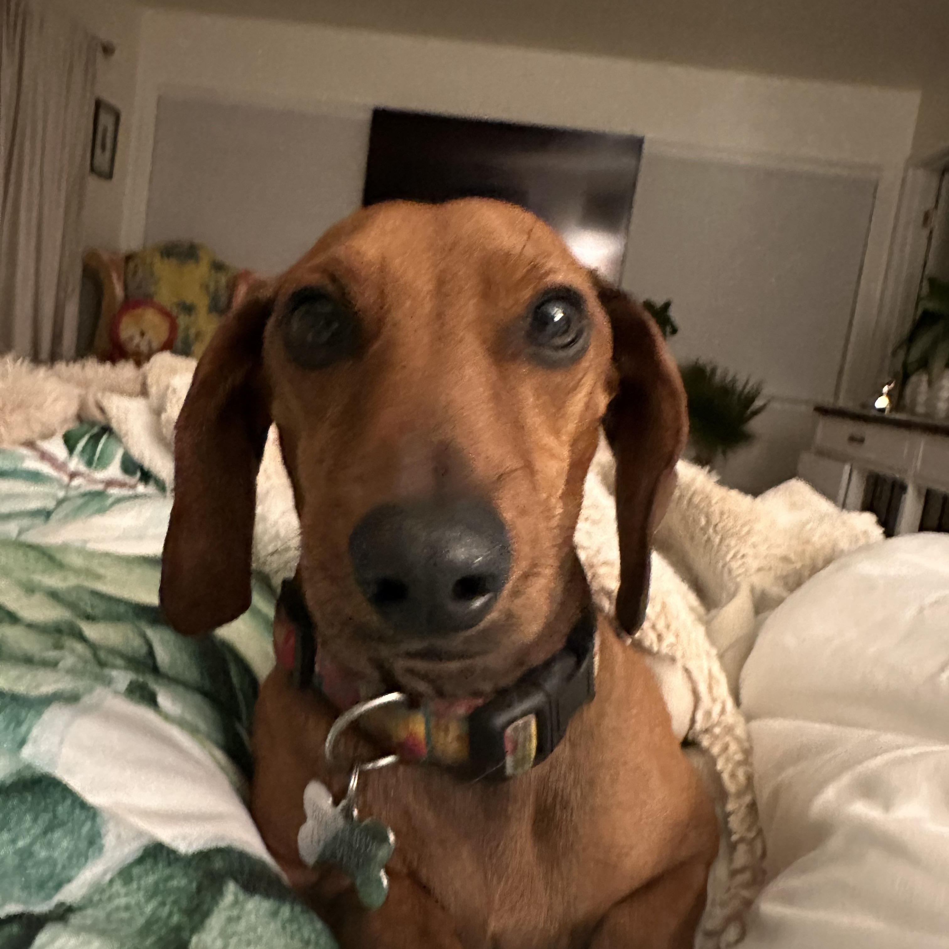 Enlarge DACHSHUND, an adopted Dachshund in Arroyo Grande, CA image 3/5