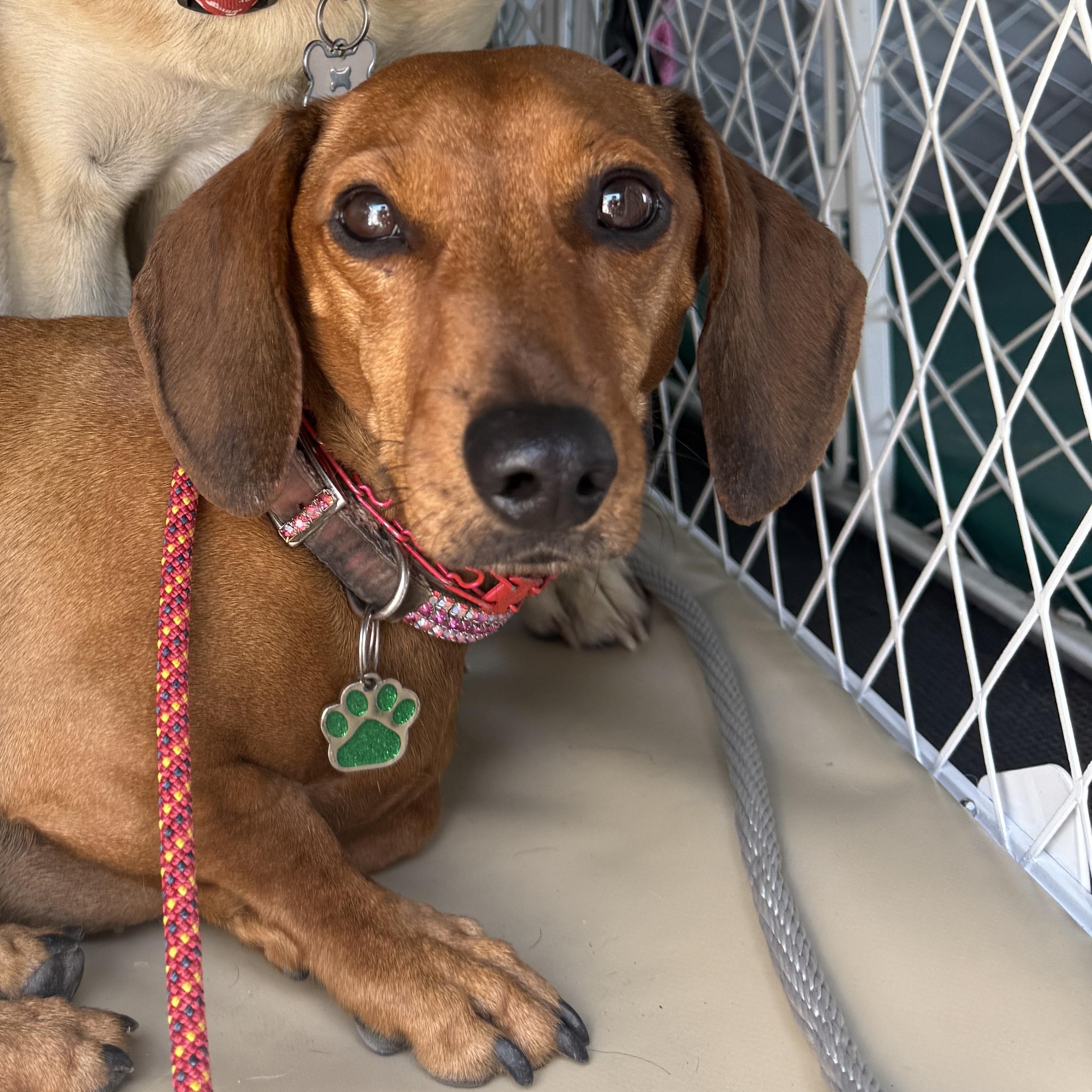 Enlarge DACHSHUND, an adopted Dachshund in Arroyo Grande, CA image 4/5