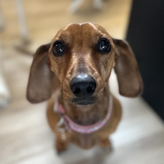 DACHSHUND, adopted, Adult Female Dachshund.