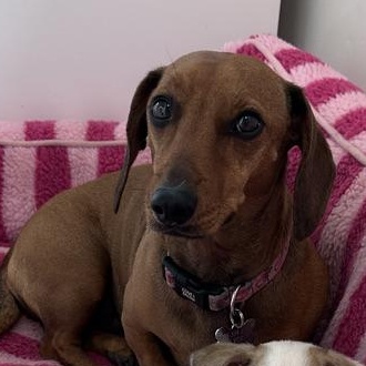 Enlarge DACHSHUND, an adopted Dachshund in Arroyo Grande, CA image 2/5