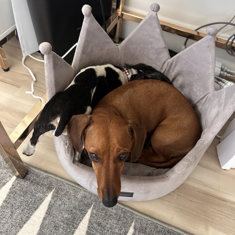 Enlarge DACHSHUND, an adopted Dachshund in Arroyo Grande, CA image 5/5