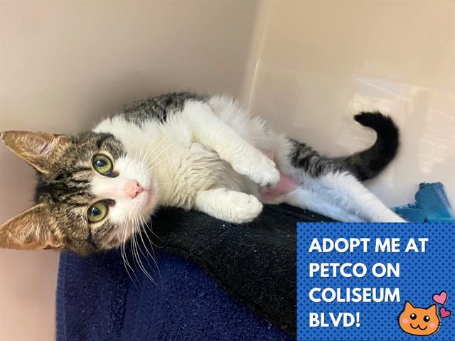 BRENDA, Adoptable, Young Female Domestic Short Hair.