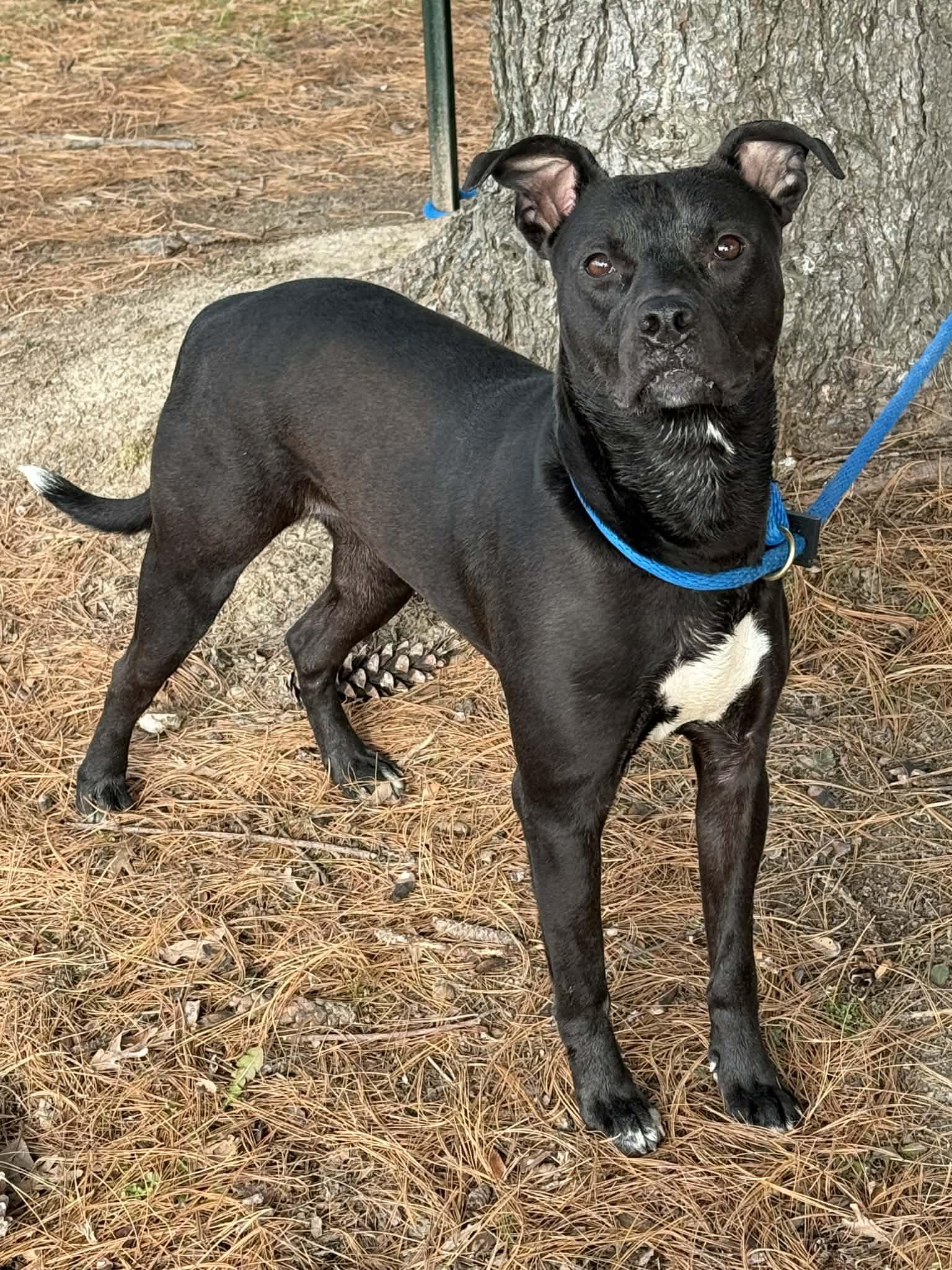 Enlarge Birdie, a ADOPTABLE mixed breed in Springfield, IL image 2/2