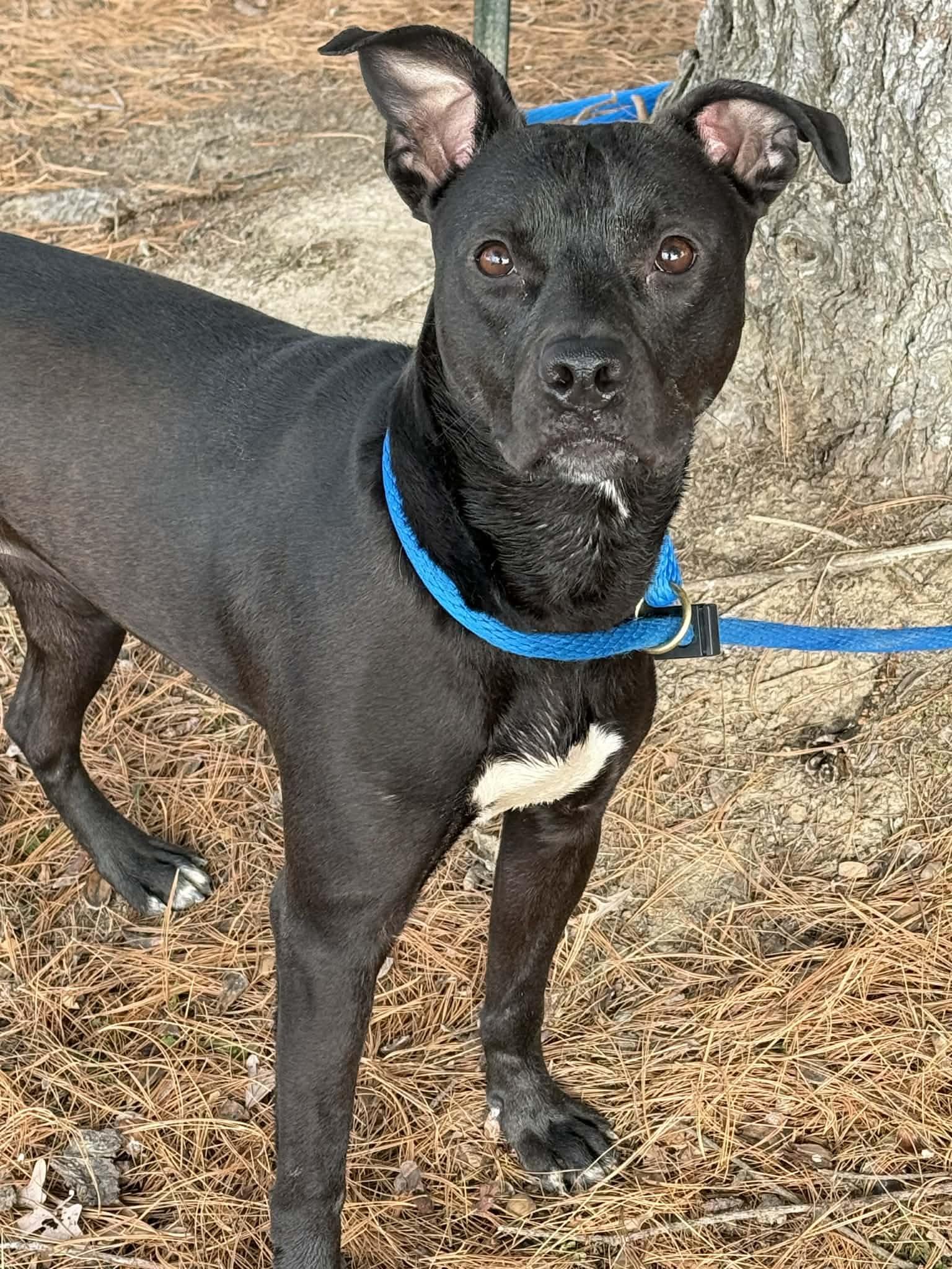 Birdie, ADOPTABLE, Adult Female Labrador Retriever.