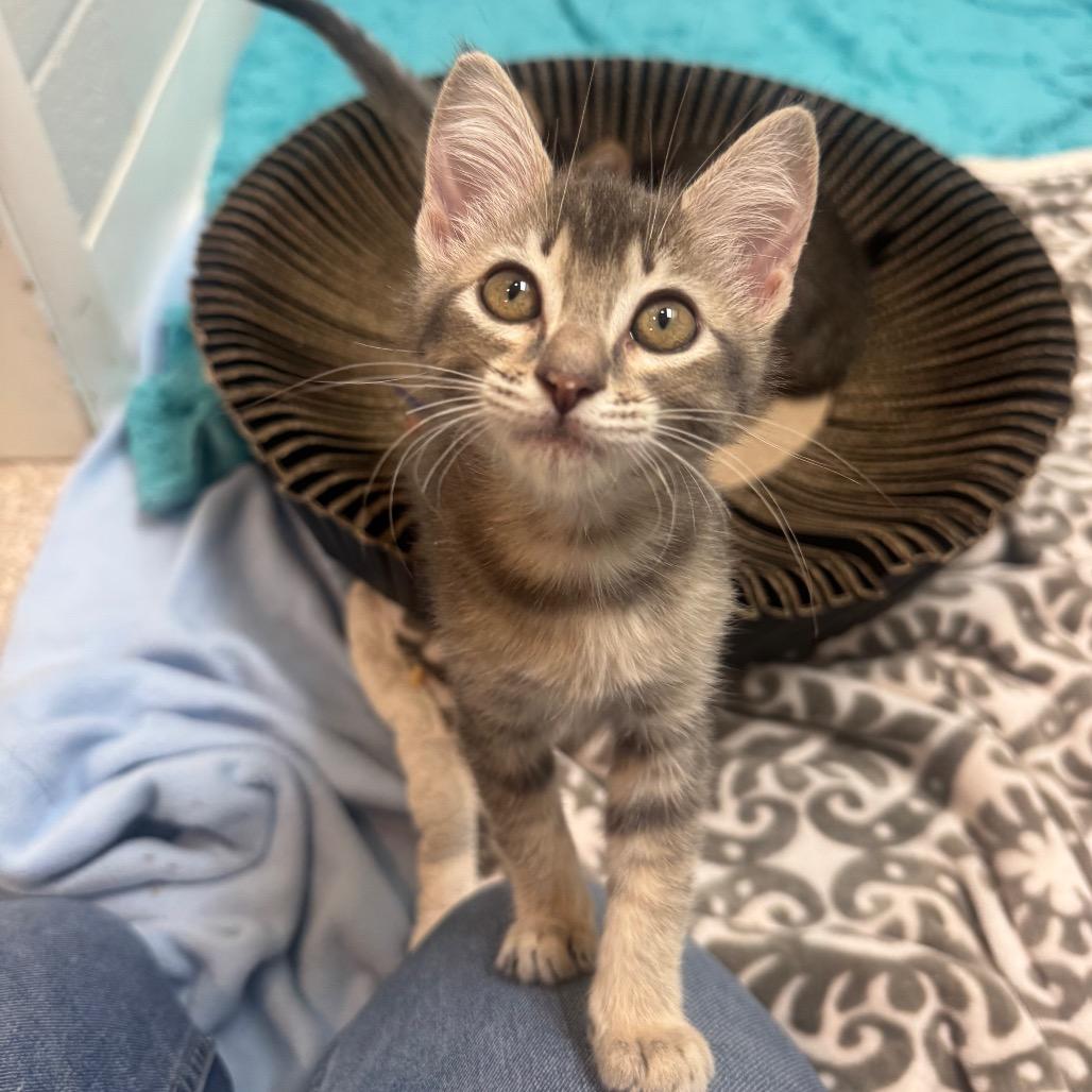 Willow, Adoptable, Kitten Female Domestic Short Hair.