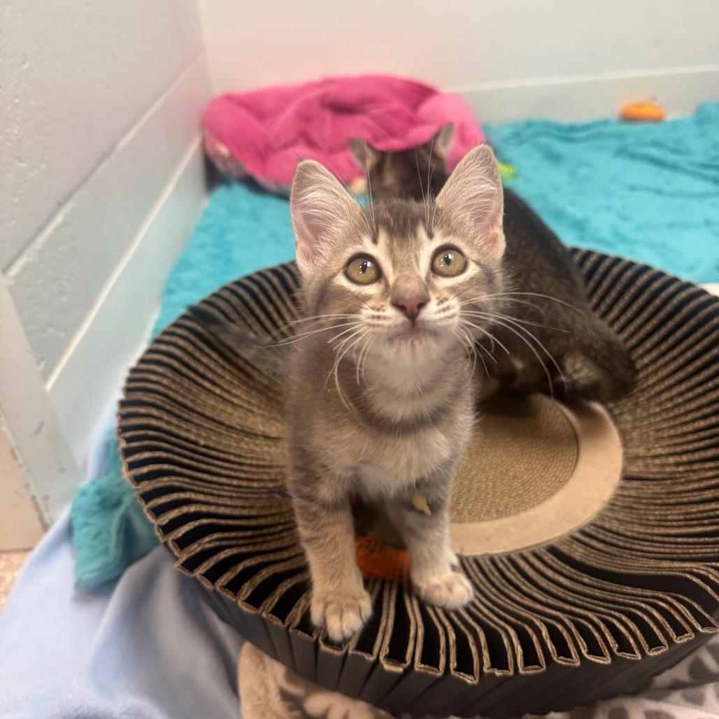Enlarge Willow, a Adoptable Domestic Short Hair in Buellton, CA image 2/4
