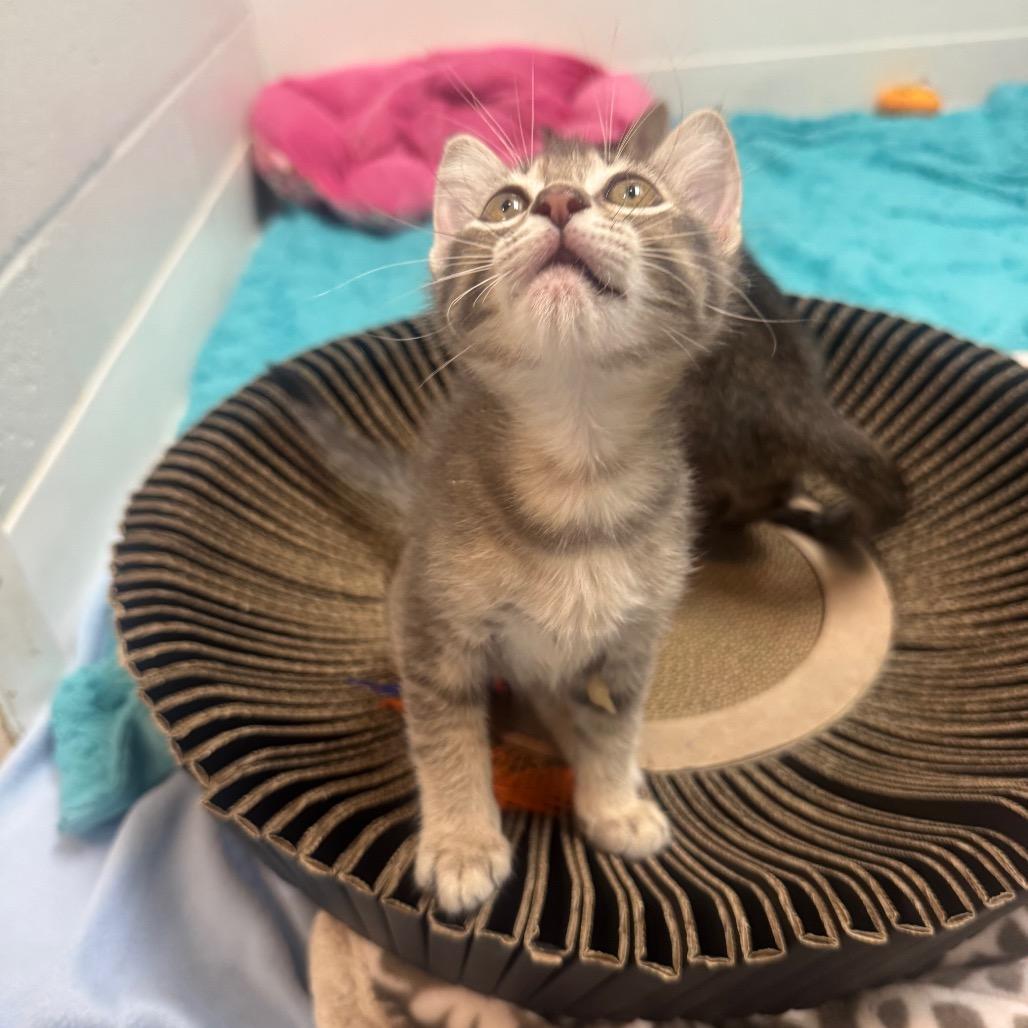 Enlarge Willow, a Adoptable Domestic Short Hair in Buellton, CA image 3/4