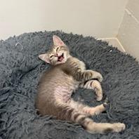 Enlarge Willow, a Adoptable Domestic Short Hair in Buellton, CA image 4/4