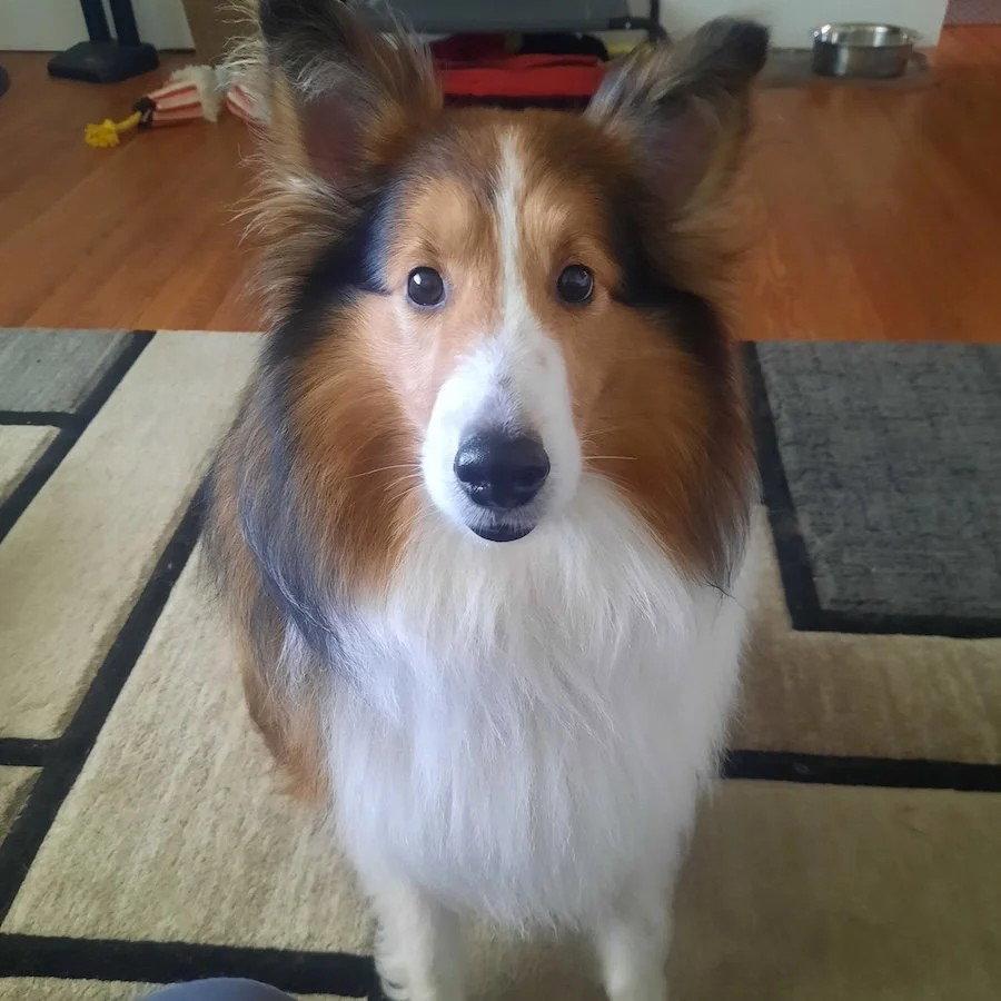 Hunter, Adoptable, Adult Male Shetland Sheepdog / Sheltie.