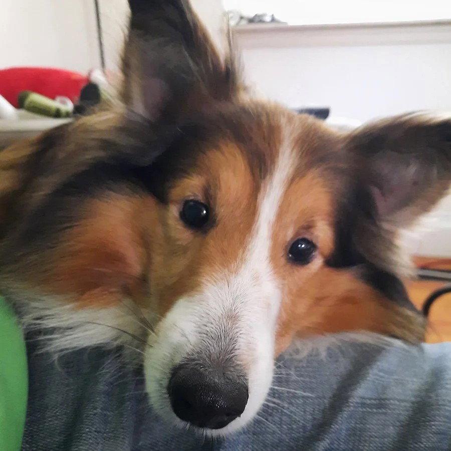 Enlarge Hunter, a Adoptable Shetland Sheepdog / Sheltie in Dublin, OH image 2/3