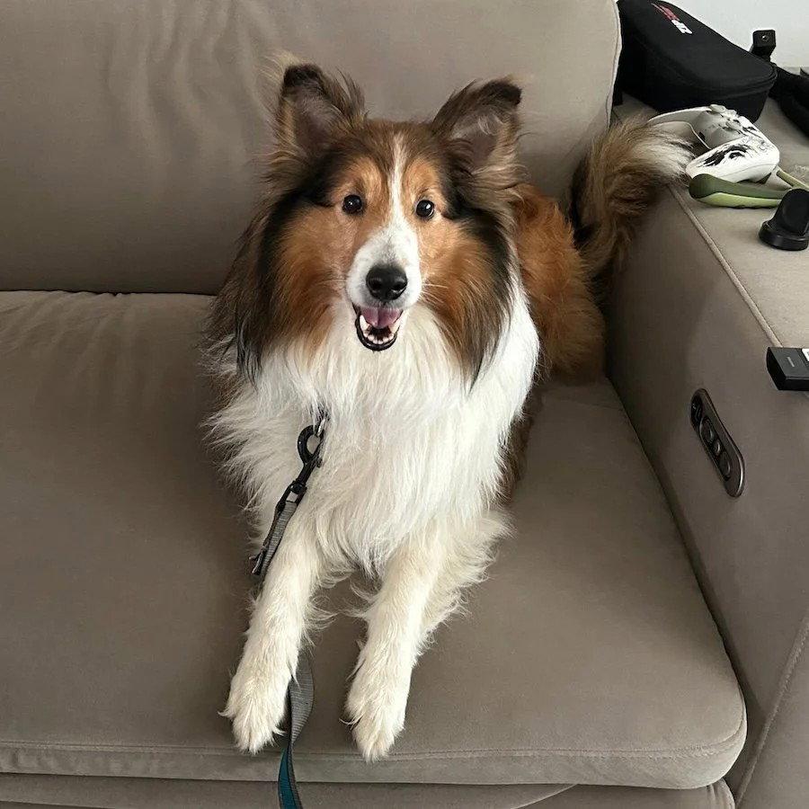Enlarge Hunter, a Adoptable Shetland Sheepdog / Sheltie in Dublin, OH image 3/3
