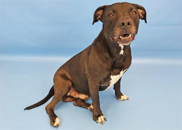 ODIN, Adoptable, Adult Male Pit Bull Terrier & Mixed Breed.
