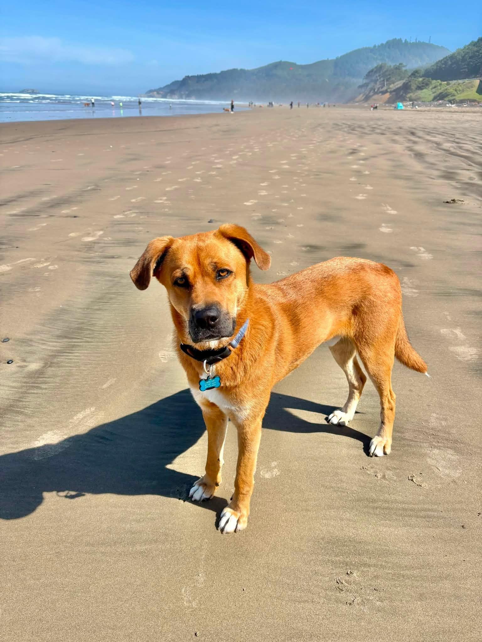 Teddy, a ADOPTABLE mixed breed in tigard, OR image 4/4