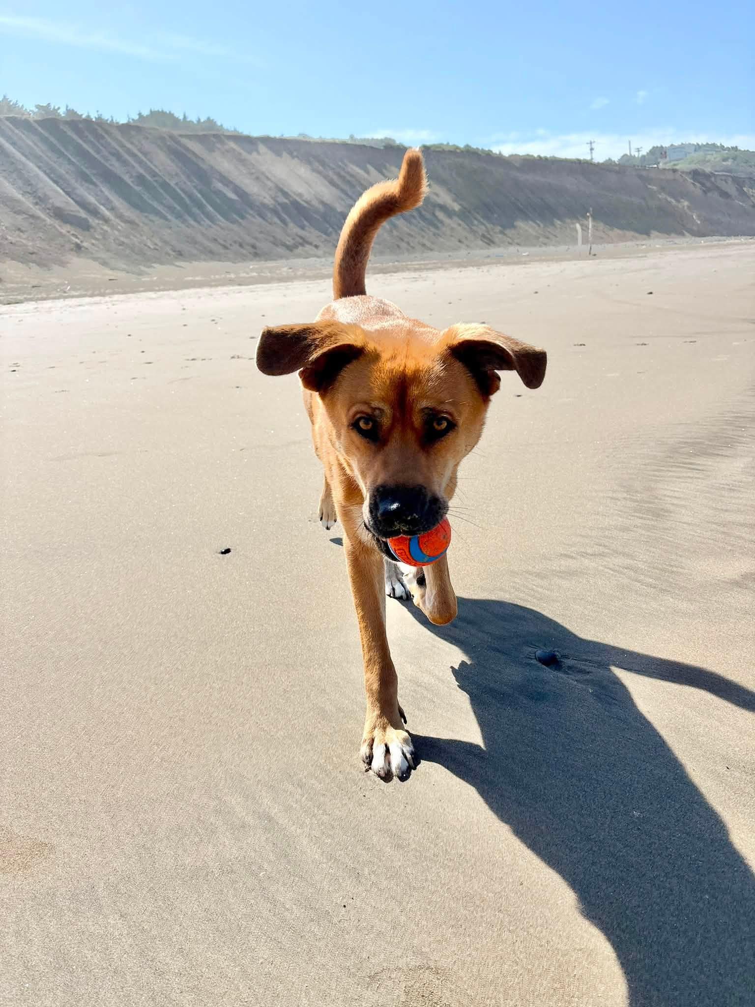 Teddy, a ADOPTABLE mixed breed in tigard, OR image 3/4