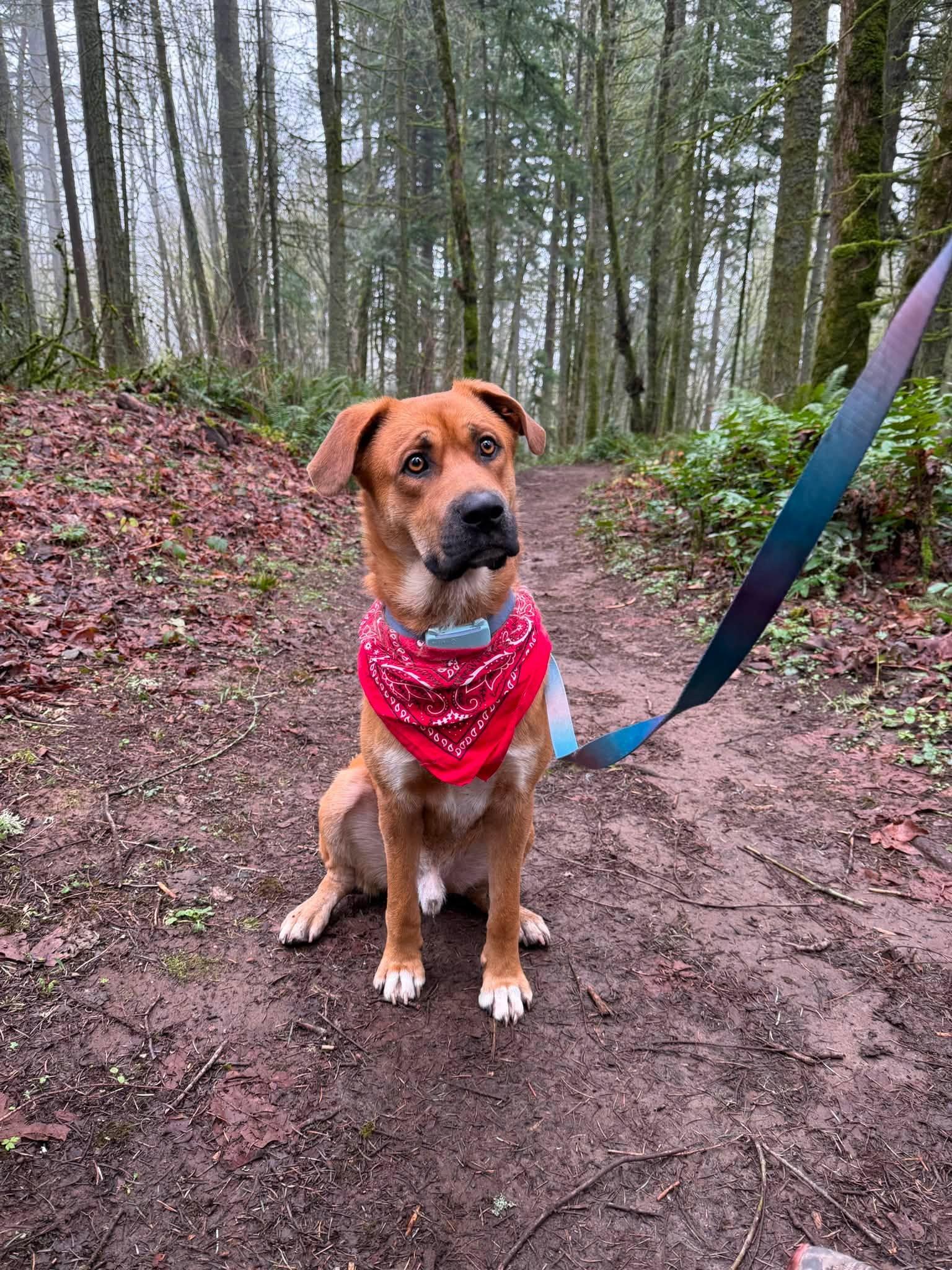 Teddy, a ADOPTABLE mixed breed in tigard, OR image 2/4