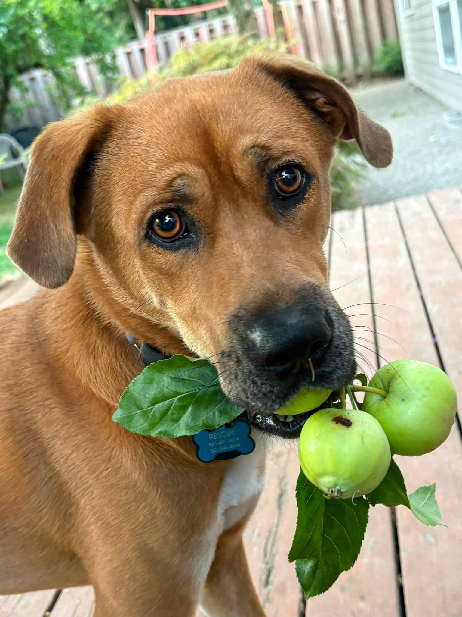 Teddy, a ADOPTABLE mixed breed in tigard, OR image 1/4