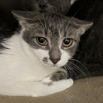 Enlarge Marge, a ADOPTABLE Domestic Short Hair in Lansing, MI image 2/2